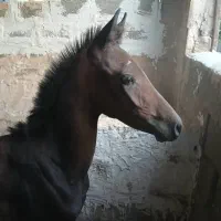 کره ماده کره غران