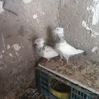 ...|پرنده|فسا, |دیوار