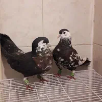 چپ و ساده افشون افغانی|پرنده|مشهد, رستگار|دیوار