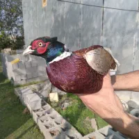 خروس آمریکایی