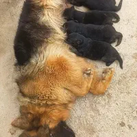 ژرمن ماده برای کشش ، جفتگیری