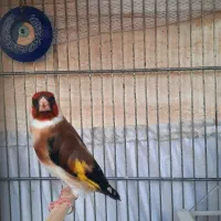 سهره سرخ اروپایی(روسی)