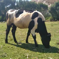 گوساله ماده هلندی صحرای خوش خوراک یک ساله