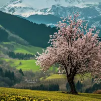 آبغوره بومی...