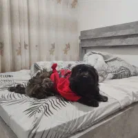 سگ پاکوتاه نر شیتزو ترییل|سگ|مشهد, وکیل‌آباد|دیوار