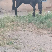 اسب نریان کرد
