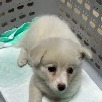 سگ پامر اشپیتز