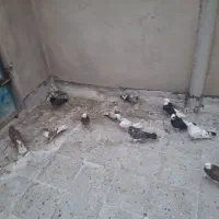 کبوتر کشتنی