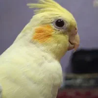 عروس هلندی گمشده صفی آباد