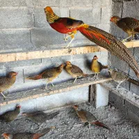 فروش انواع پرنده زینتی|پرنده|سنگر, |دیوار