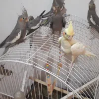 عروس هلندی ماده نر اهلی زبل