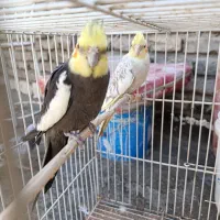 عروس هلندی