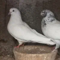 نرو ماده پرشی