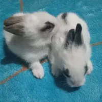 خرگوش