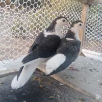 کفتر|پرنده|تربت‌حیدریه, ۴۵ متری|دیوار