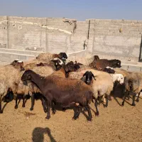 ۲۶ راس میش افشاری جوان آبستن سنگین بره دار|حیوانات مزرعه|شهریار, شهریار|دیوار