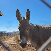 خر .الاغ فوری|حیوانات مزرعه|مرودشت, بیست متری بیمارستان|دیوار