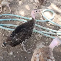 جوجه بوقلمون 1.5 ماهه تا 3 ماهه|حیوانات مزرعه|اهواز, کوی باهنر|دیوار