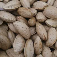 بادام تلخ تازه