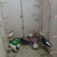 کفتر|پرنده|مشهد, کوی المهدی|دیوار