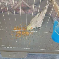 پرنده