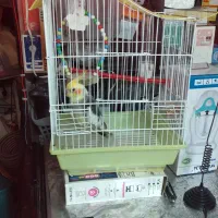 عروس هلندی نر|پرنده|چالوس, |دیوار