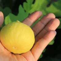 پیش‌فروش نهال انجیر عسلی شناسه دار|خدمات باغبانی و درختکاری|آبیک, |دیوار