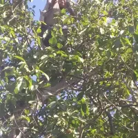گردوزن ماهروایمن کاربلد