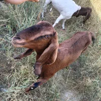 دو عدد بز پاکستانی ماده اصل و جوان