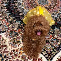 توی پودل و تاینی پودل دوماهه|سگ|تهران, وردآورد|دیوار