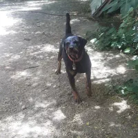 سگ ماده|سگ|اصفهان, سرشبادران|دیوار