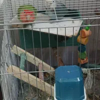 پرنده کوتوله برزیلی با وسایل این قیمت