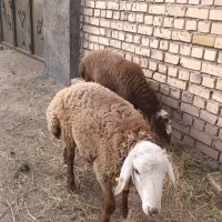فروش بره چاق