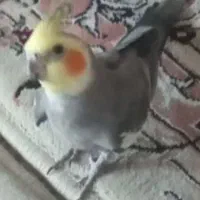عروس هلندی گم‌شده