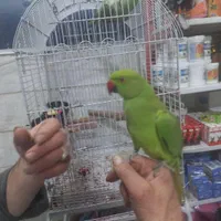 طوطی ملنگو شاه طوطی چیکو کوکو سخنگو بازیگوش اهلی|پرنده|تهران, سلسبیل شمالی|دیوار