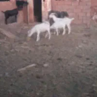 بز زایده