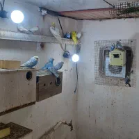 مرغ عشق پروانه ایی|پرنده|بندر امام خمینی, |دیوار