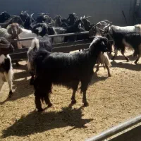 بز داشتی ترکی درجه یک|حیوانات مزرعه|شیراز, حومه شیراز|دیوار