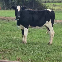 گوساله دورگ هلشتاین|حیوانات مزرعه|رشت, بازار|دیوار