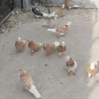 حدود ۱۰ عدد طوقی برافروش