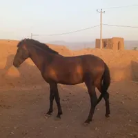 کره اسب نریان ترکمن|اسب و تجهیزات اسب‌سواری|سبزوار, امیر کبیر|دیوار
