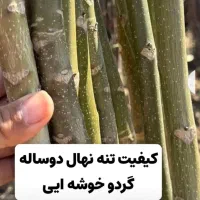 نهال گردو بادام وانواع سنجد حاج حسین، قزل ،دروار|گل و گیاه طبیعی|خسروشاه, |دیوار