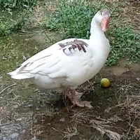 غاز ماده