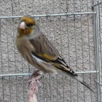 سهره قناری مست خون شلاقی پررو