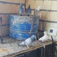 قفس سفیدفری