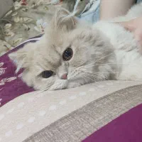 گربه پرشین اسکاتیش نر