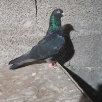 کبوتر|پرنده|سنگر, |دیوار