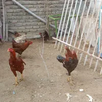 یک عددخروس لاری ودوعددمرغ