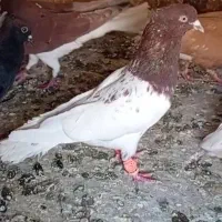 سلام دو عدد سردار فروشی