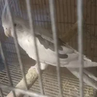 فروش ماده دوکت آلبینو مولد